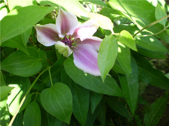 clematis